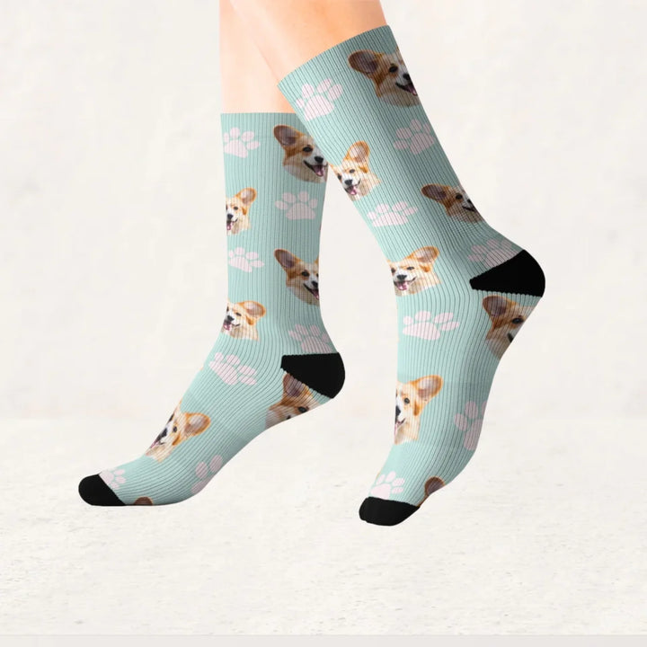 paw canva 3